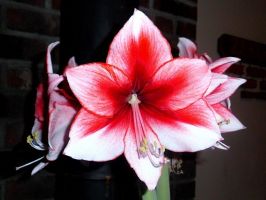 Amaryllis Jumbo Potted Kit - Charisma
